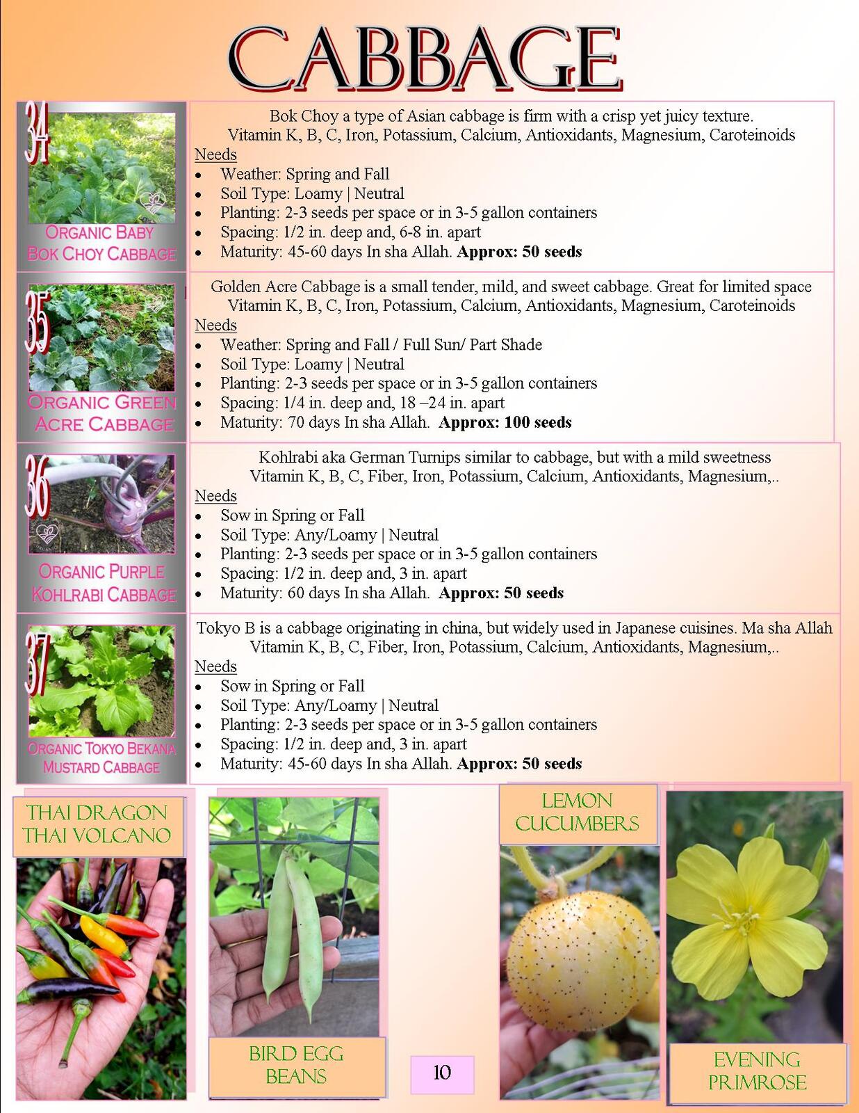 Lovin' My Garden Organic 2025 Root Veggies Radish and Beets