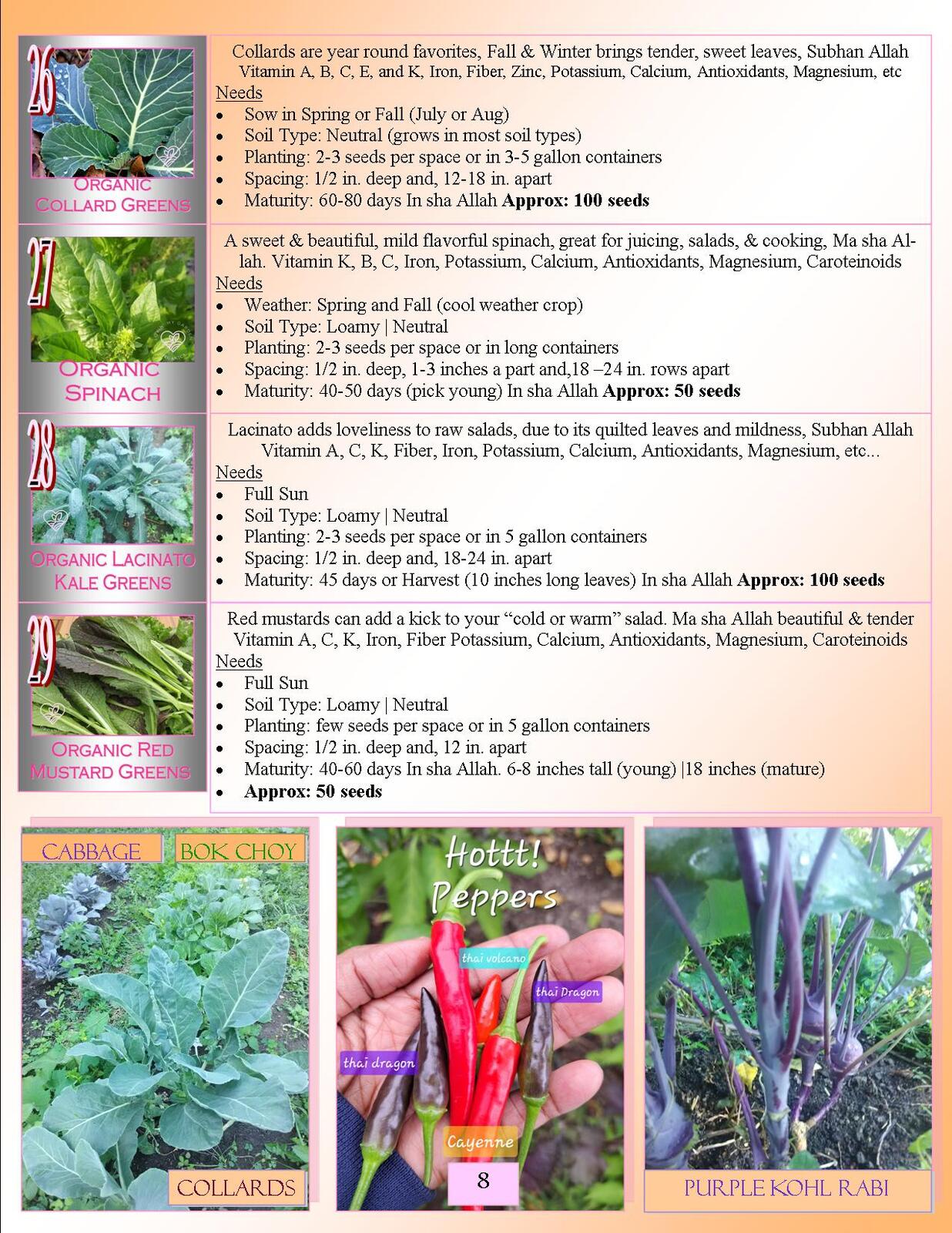 Lovin' My Garden Organic 2025 Cabbage
