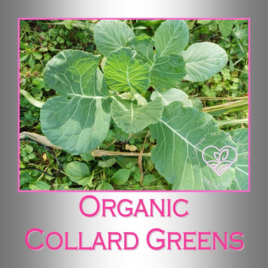 Lovin' My Garden Organic Collards