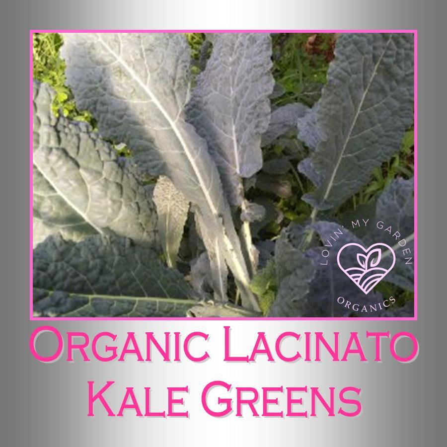 Lovin' My Garden Organic Lacinato Kale