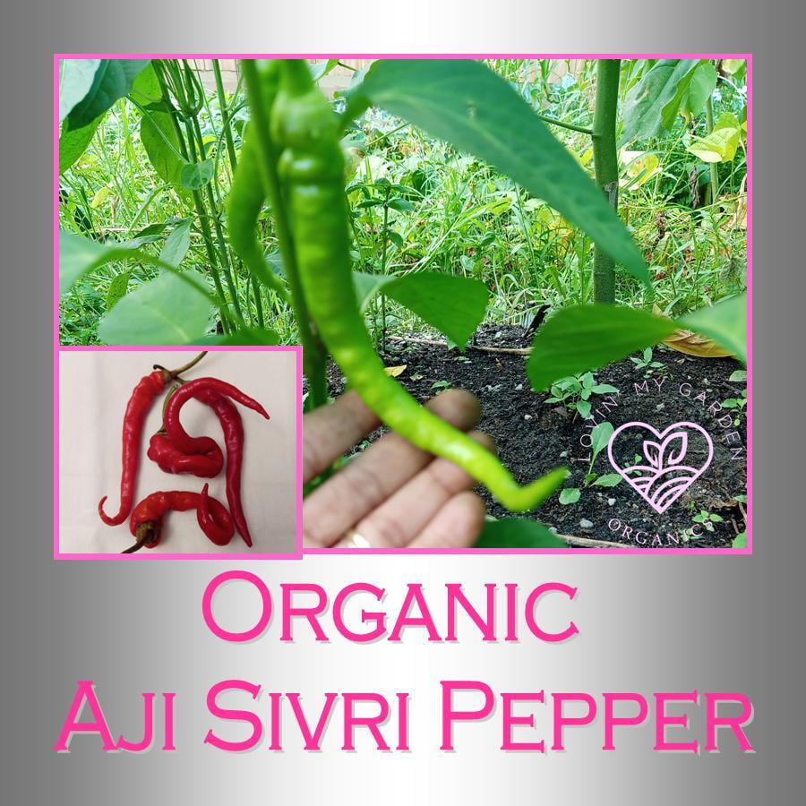 Lovin' My Garden Organic Aji Sivri Pepper