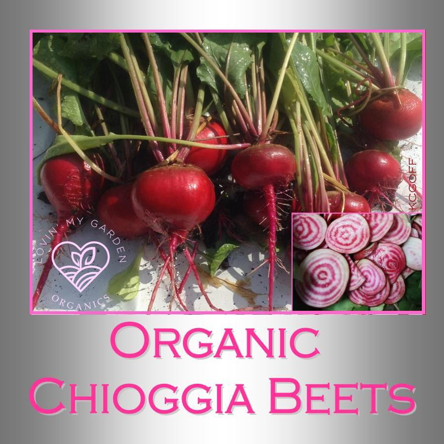 Lovin' My Garden Organic Chioggia Beets