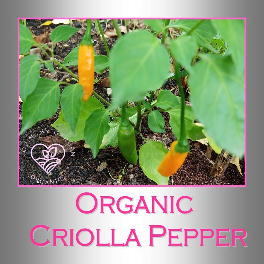 Lovin' My Garden by WellScriptllc.com Organic Criolla Peppers