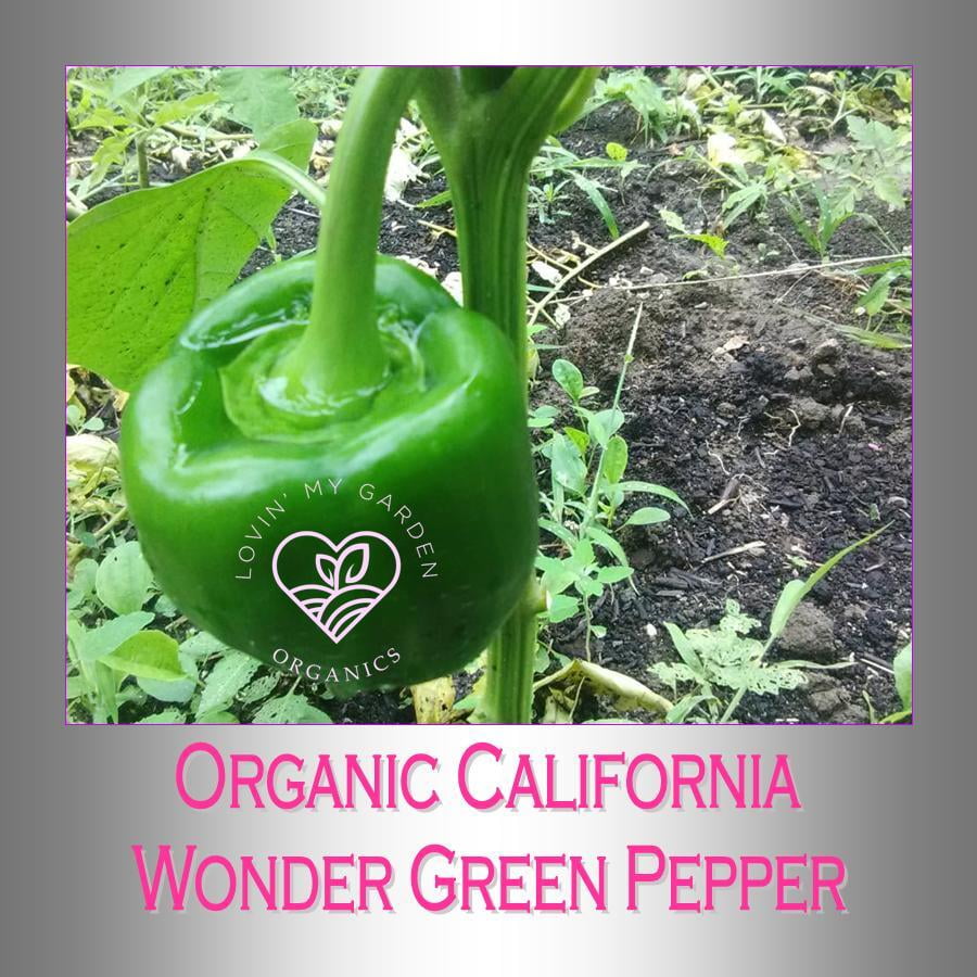 Lovin' My Garden Organic California Wonder Green Pepper