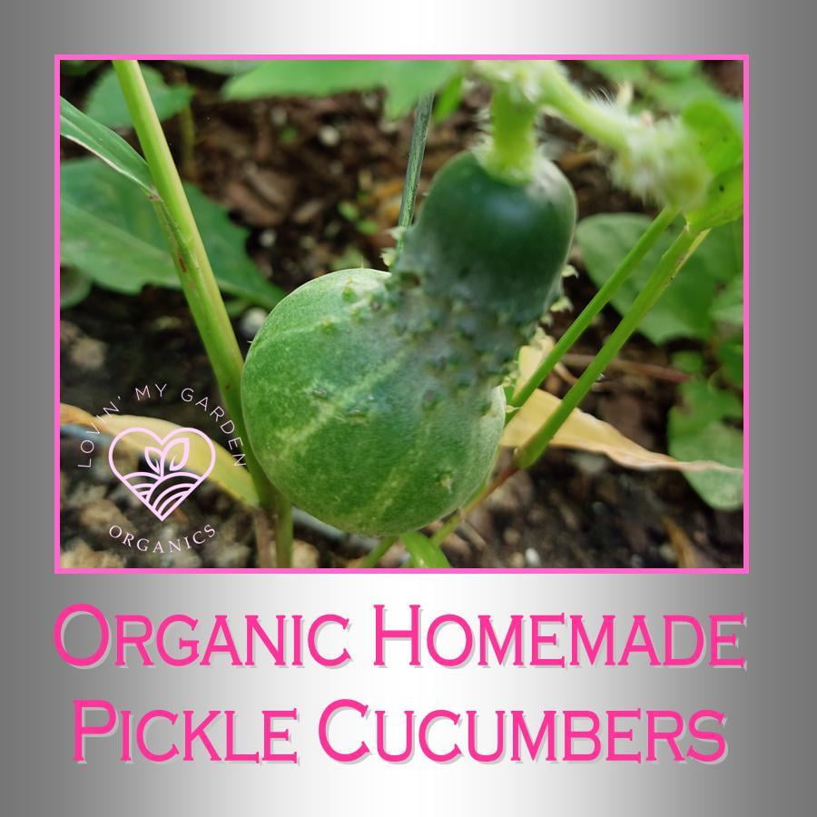 Lovin' My Garden Organic Pickle Cucumber