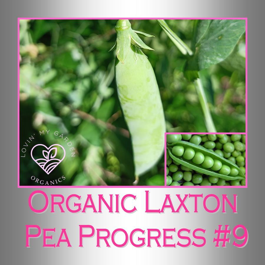 Lovin' My Garden Organic Laxton Pea Progress #Sweet Pea