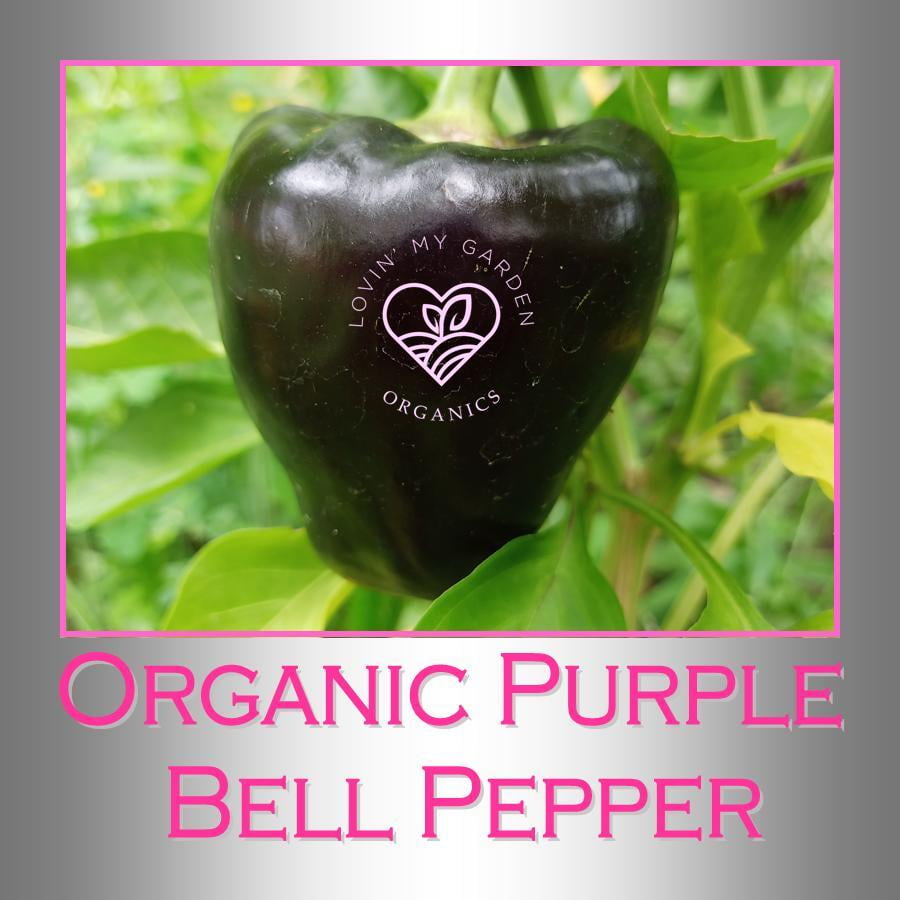 Lovin' My Garden Organic Purple Bell Pepper