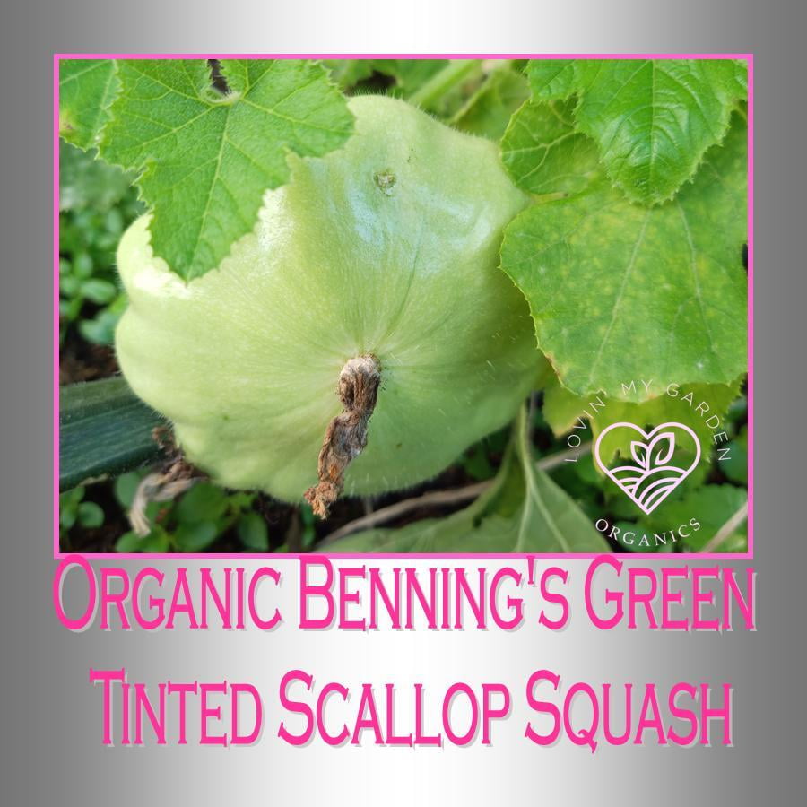 Lovin' My Garden Organic Green Scallop Squash