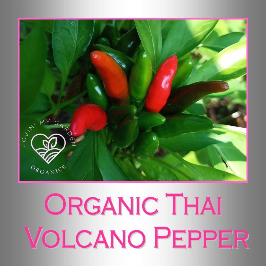 Lovin' My Garden Organic Thai Volcano Pepper