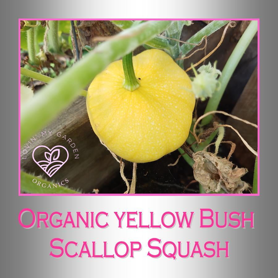 Lovin' My Garden Organic Yellow Scallop Squash