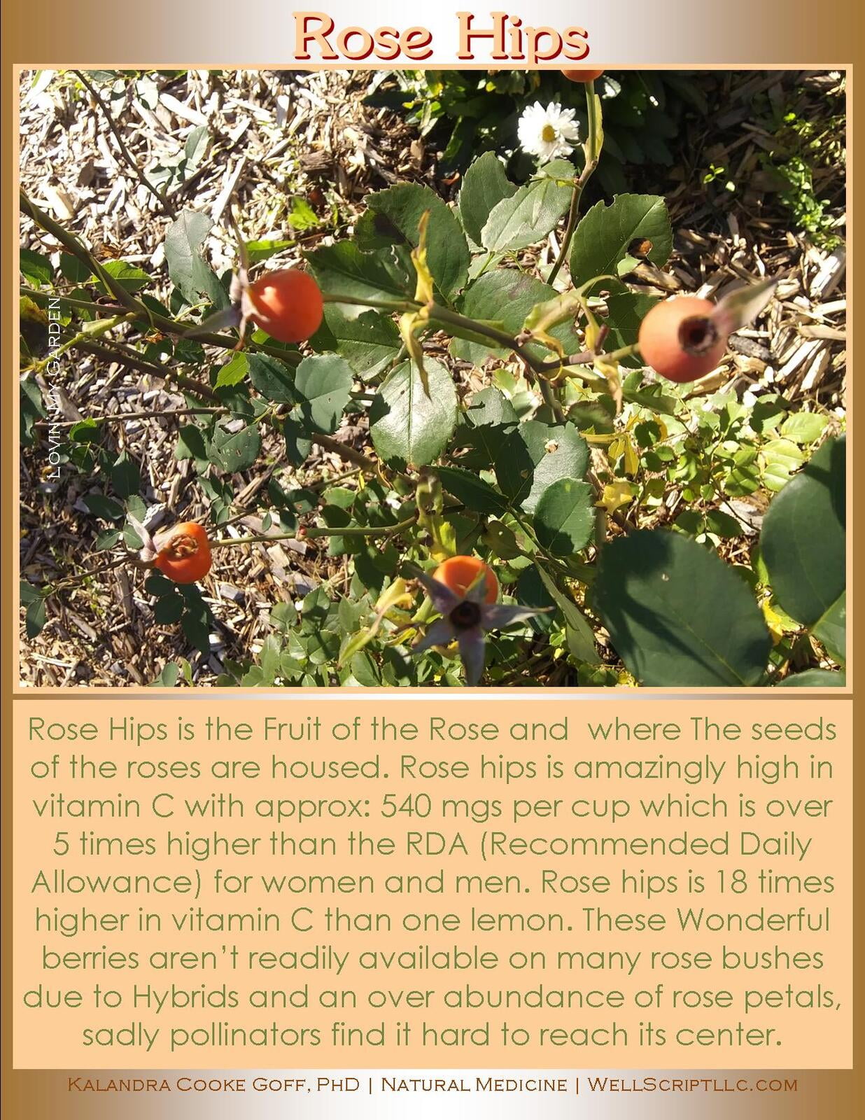 Kalandra Cooke Goff PhD Natural Medicine Lovin' My Garden