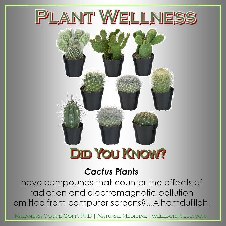 WellScript, LLC Kalandra Cooke Goff, PhD Natural Medicine