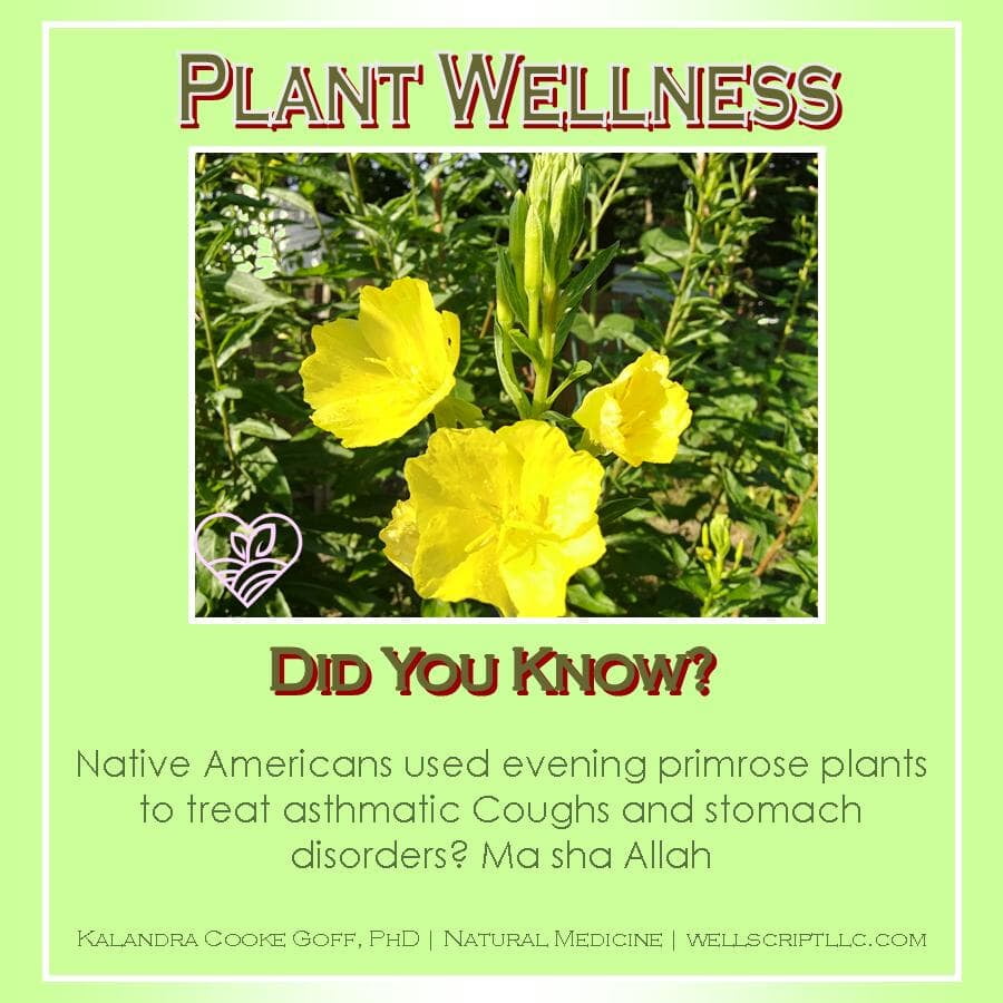 WellScript, LLC Kalandra Cooke Goff, PhD Natural Medicine