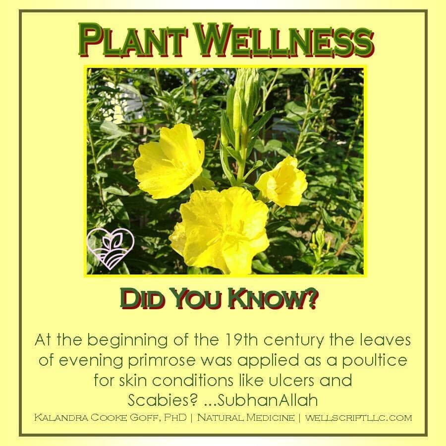 WellScript, LLC Kalandra Cooke Goff, PhD Natural Medicine