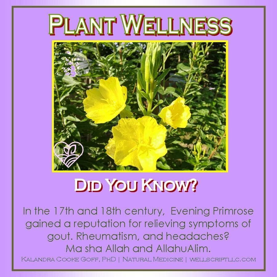 WellScript, LLC Kalandra Cooke Goff, PhD Natural Medicine