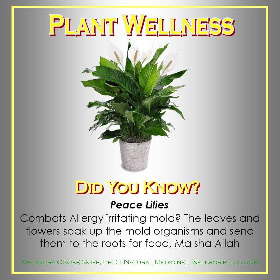WellScript, LLC Kalandra Cooke Goff, PhD Natural Medicine