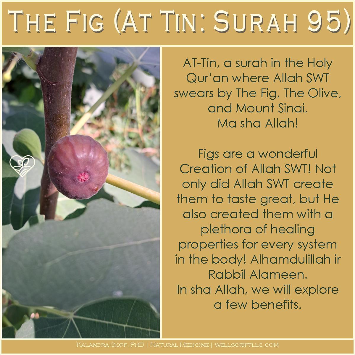 WellScript, LLC Kalandra Cooke Goff, PhD Natural Medicine