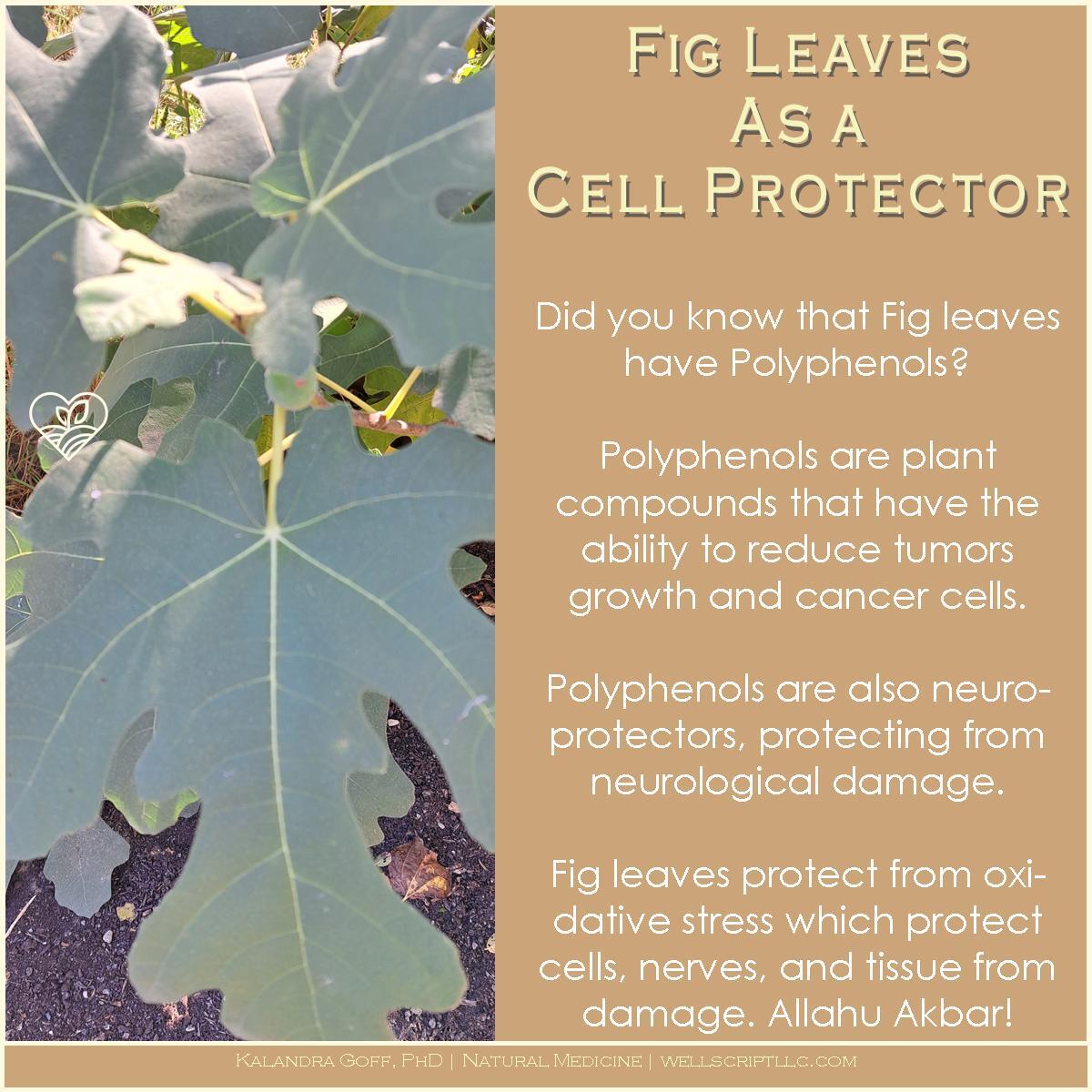 WellScript, LLC Kalandra Cooke Goff, PhD Natural Medicine