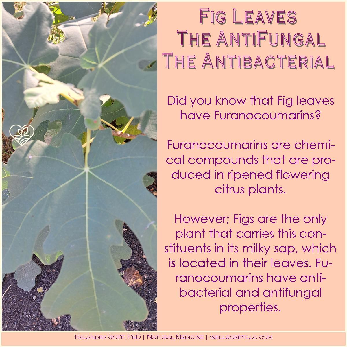 WellScript, LLC Kalandra Cooke Goff, PhD Natural Medicine